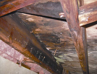 mold and rot in a Maui crawl space