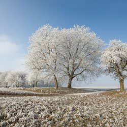 Frost covering trees and a grassy field in 